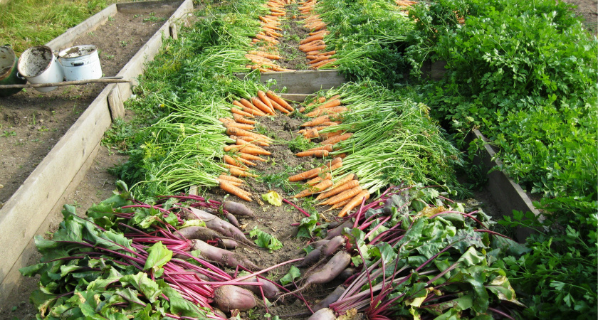 Рассыпьте эту смесь на грядки: через 90 дней мощный урожай - можно даже на холодную землю