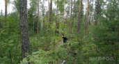 Более 700 кубометров леса исчезли: в Кичменгско-Городецком районе обнаружена незаконная вырубка