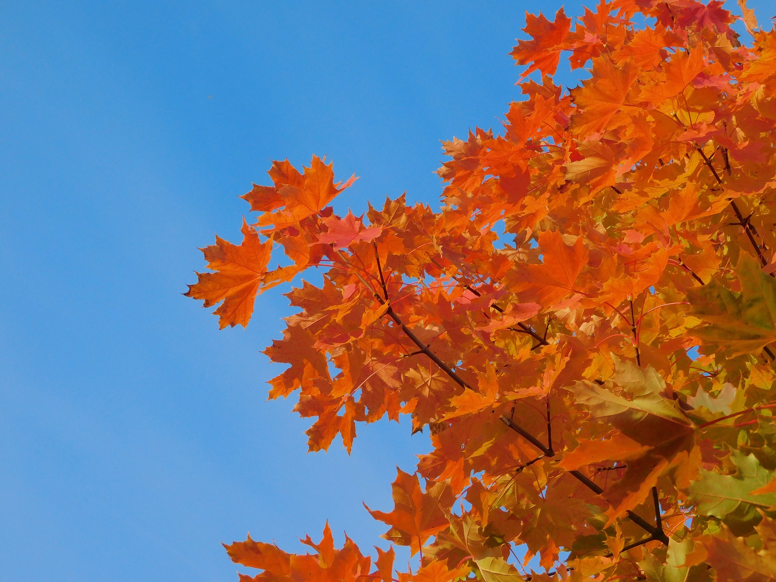 Фестиваль «Костюм для Осени»