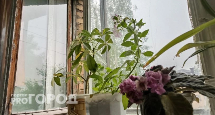 Остерегайтесь: 10 ядовитых комнатных растений, которые лучше не содержать в доме