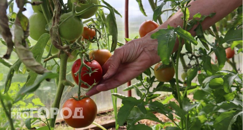 Урожай томатов в ведрах: секрет успешного выращивания