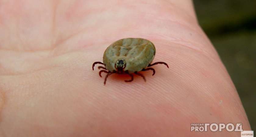 В Череповце зафиксированы первые пострадавшие от укусов клещей