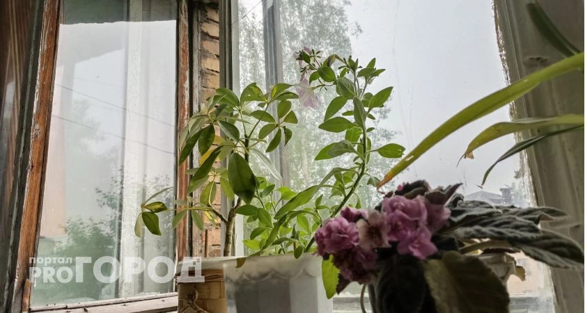 Цветы-вампиры: 10 ядовитых комнатных растений, которые запрещено держать дома