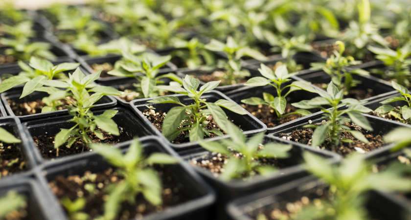 Всего 1 чайная ложка: рассада перца станет толстой через три дня