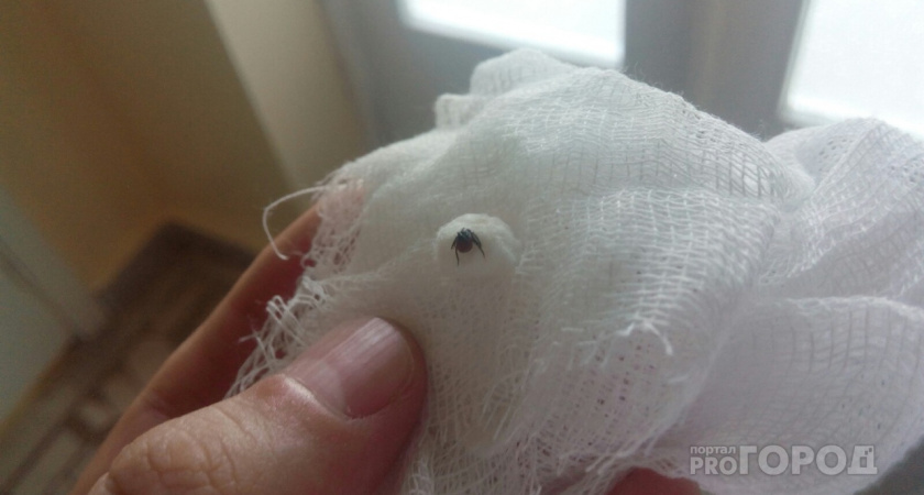 Клещи ненавидят этот запах: стоит всего 45 рублей