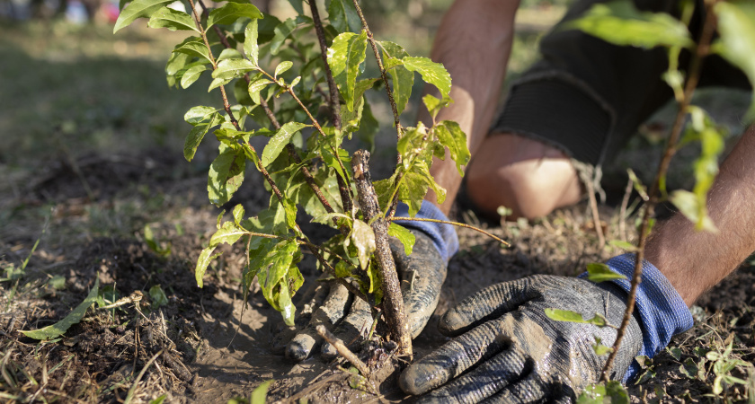 Более 500 деревьев высадят в рамках Экофорума
