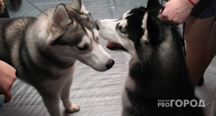 В Череповце наградили собак-победителей конкурса