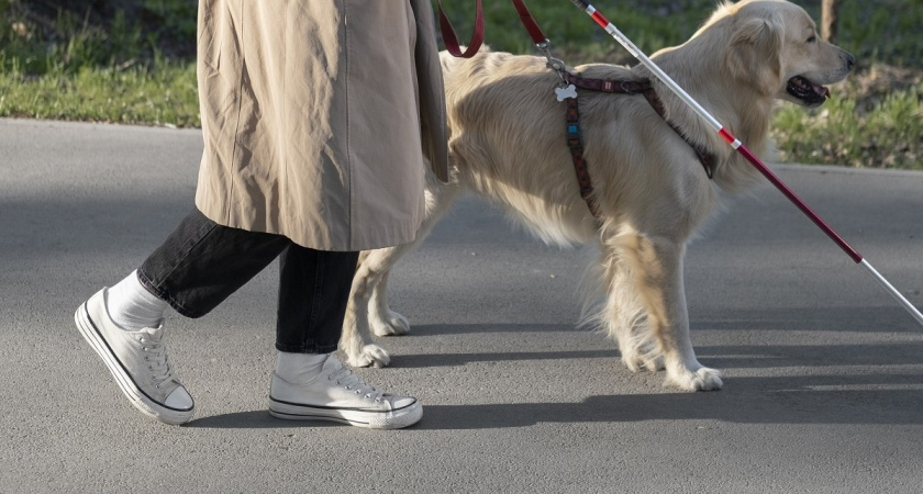 В Вологодской области всего восемь инвалидов по зрению имеют собак-поводырей