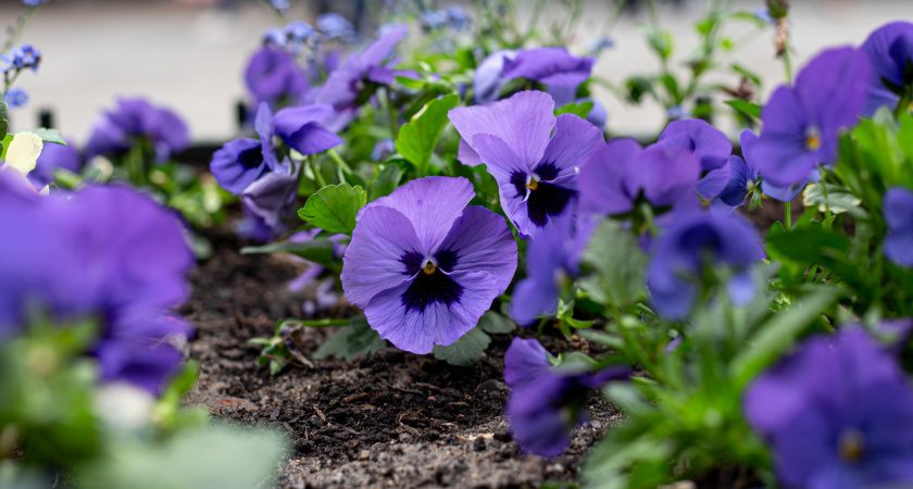На мемориале в Череповце высадят больше трех тысяч виол
