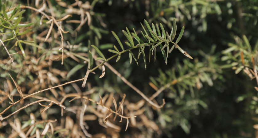 В Вологде на улице Годовикова пересадили высаженные горожанами ели