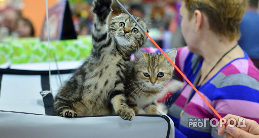 В Вологде сегодня пройдет выставка бездомных кошек