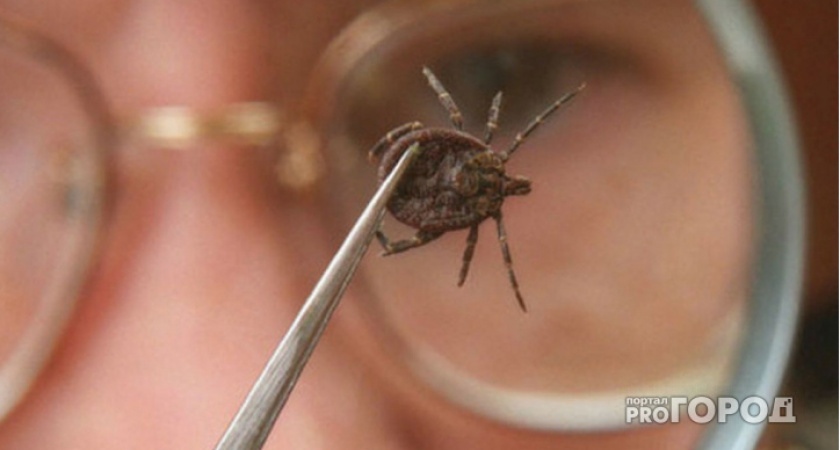 На Вологодчине свирепствуют клещи