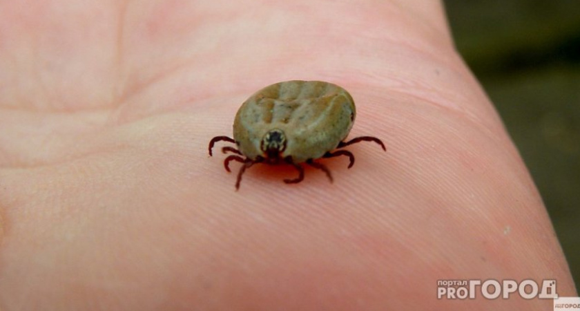 Клещи терпеть не могут этот запах: стоит копейки, а защищает в сто раз лучше магазинного аэрозоля