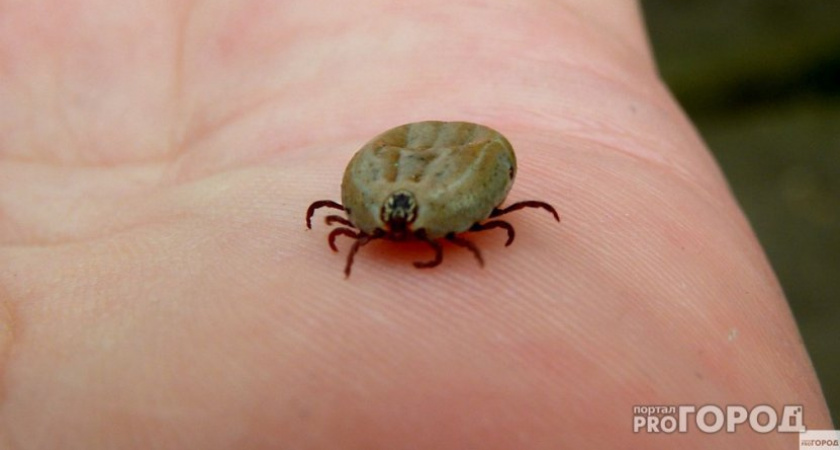 Клещи терпеть не могут этот запах: стоит копейки, а защищает в сто раз лучше магазинного аэрозоля