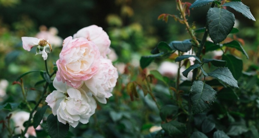 Море роз: просто полейте куст этим чудо-эликсиром и наслаждайтесь