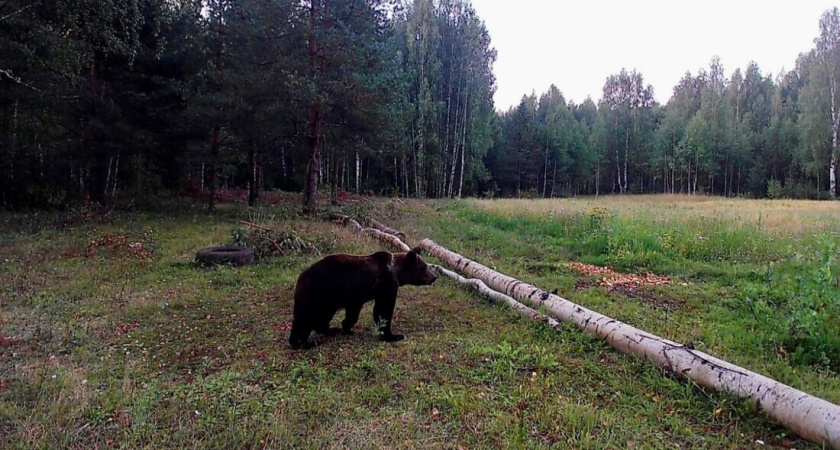 Медведь бродит в окрестностях Вытегорской деревни: реальная угроза или преувеличение