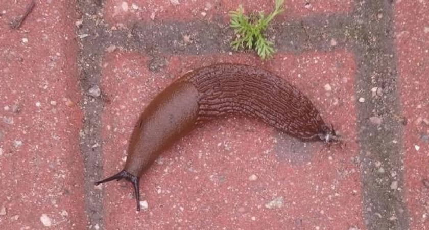  Нашествие гигантских слизней накрыло Северо-Запад России