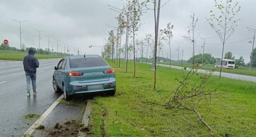  Водитель, сбивший молодые клены на Вологодчине, будет лишен прав