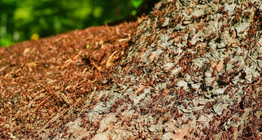 Три горсти на банку — и от муравьев следа не останется: спасти пионы от вредителя можно только так