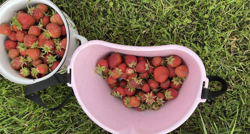 Чем подкормить клубнику в июне, чтобы ягод было много