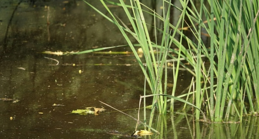 Вологодские жители бьют тревогу: Ковыринские пруды превращаются в "вонючее болото"