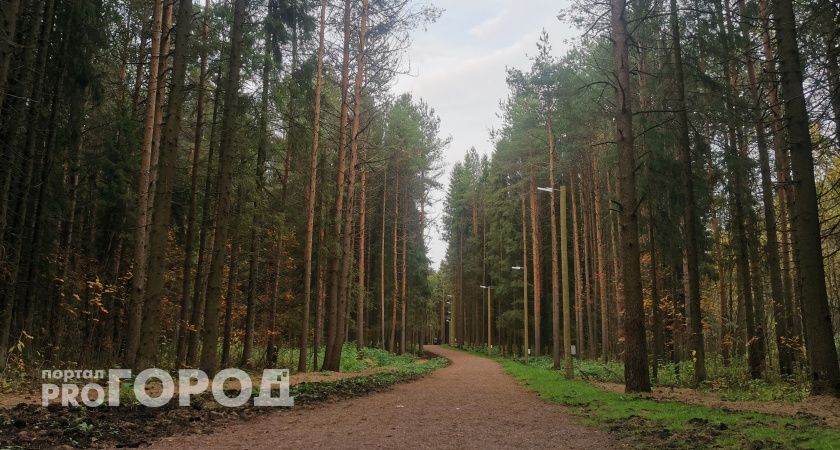 Вологжанин прошел пешком 655 километров до Петербурга