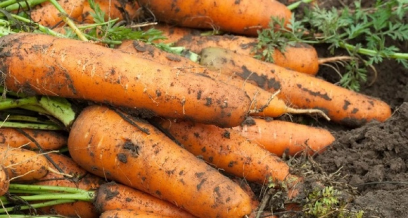 Морковь сразу пойдёт в рост: в июне полейте грядку этим раствором — первый шаг к хорошему урожаю