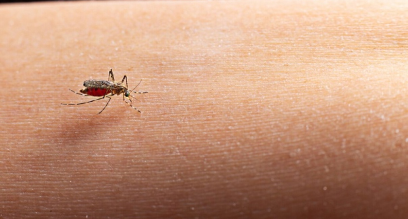 Комары и мошки больше не покусают: 5 эффективных народных средств против насекомых