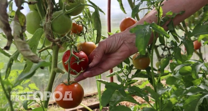 Просто добавьте 7 капель и томаты сразу идут в рост – урожая на грядках в 3 раза больше