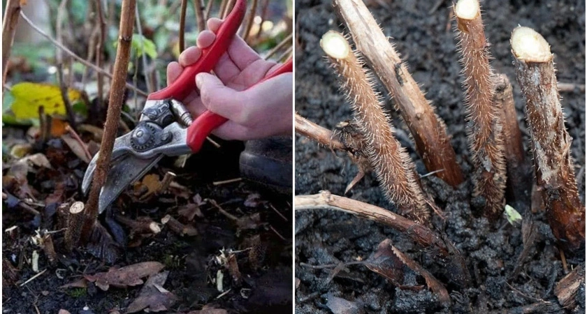 Дачников призывают срочно срубить малину под корень и сжечь её