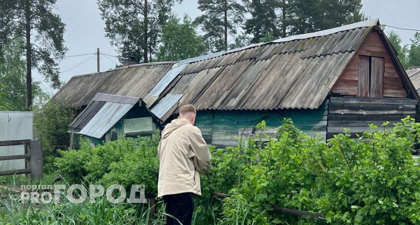 Дачники Череповецкого района страдают от нашествия диких кабанов