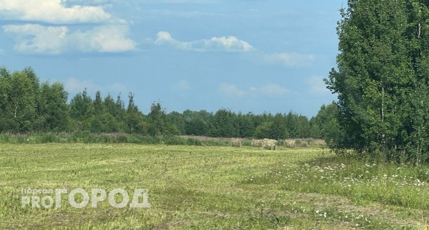 Африканская чума свиней угрожает кабанам Вологодчины