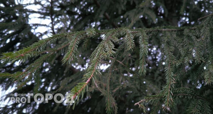 На лечение голубых елей около училища искусств в Череповце необходимо выделить миллион рублей