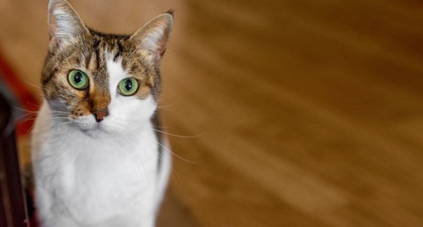 Как раз и навсегда отучить кота рвать обои и мебель: этот способ точно поможет