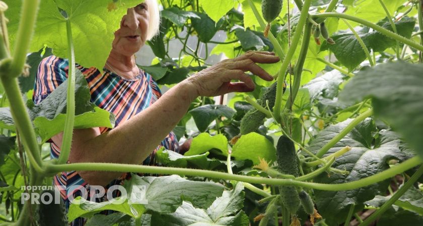 На Вологодчине продлят программу «Дачная электричка»