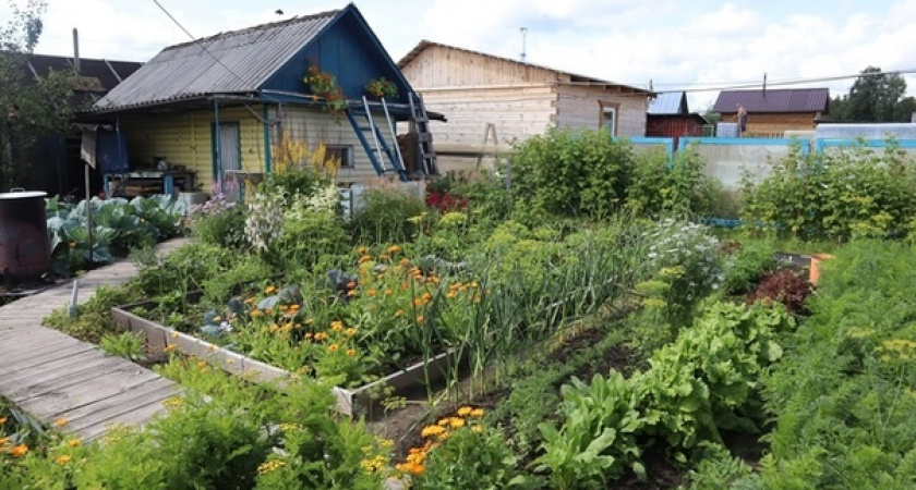 Каждый сентябрь закапываю на огороде тряпку с керосином: вот зачем так делаю — пользы на миллион и минимальные траты