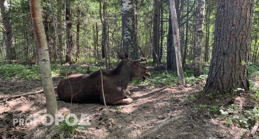 Мужчина, охотясь на лося, застрелил своего отца