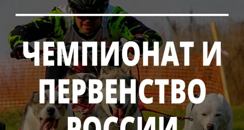 На Вологодчине проводят чемпионат и первенство России по ездовому спорту