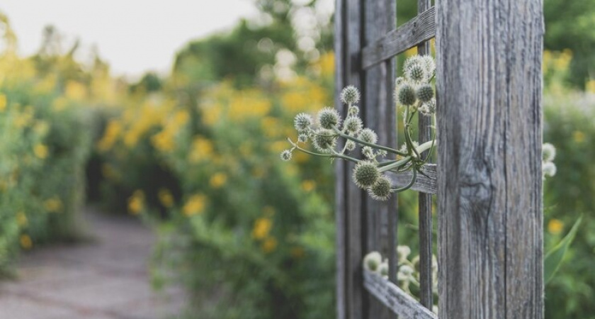 Всем заборам забор: бюджетный, не ржавеет, не просвечивает — пропускает только ветер