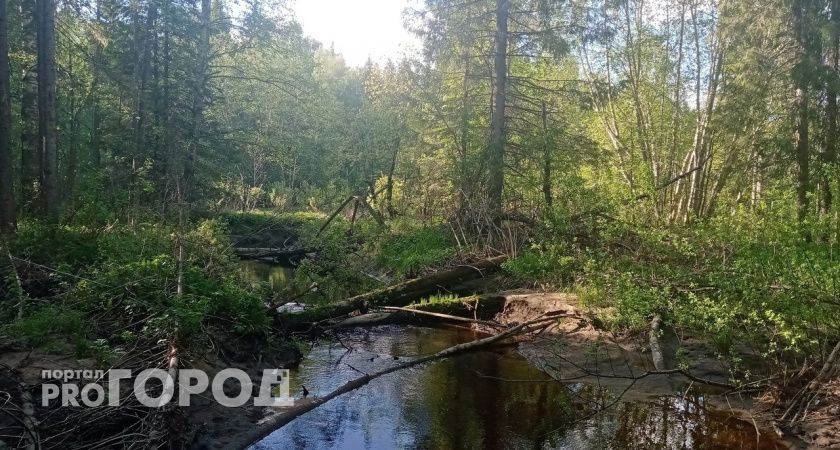 На Вологодчине появились еще 90 камер видеонаблюдения за лесными пожарами