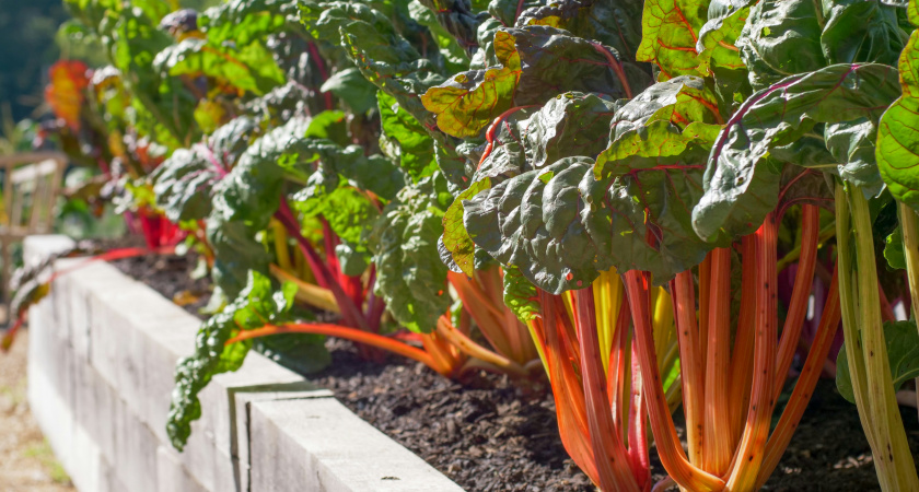Овощ, который убивает почки: в Европе его больше не употребляют, а в России по-прежнему обожают
