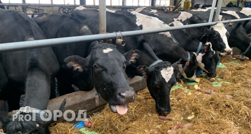 Стали известны самые востребованные профессии в сельском хозяйстве Вологодской области