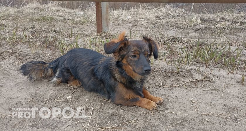 В Вологодской области зафиксировали больше 2,7 тысяч нарушений со стороны владельцев животных