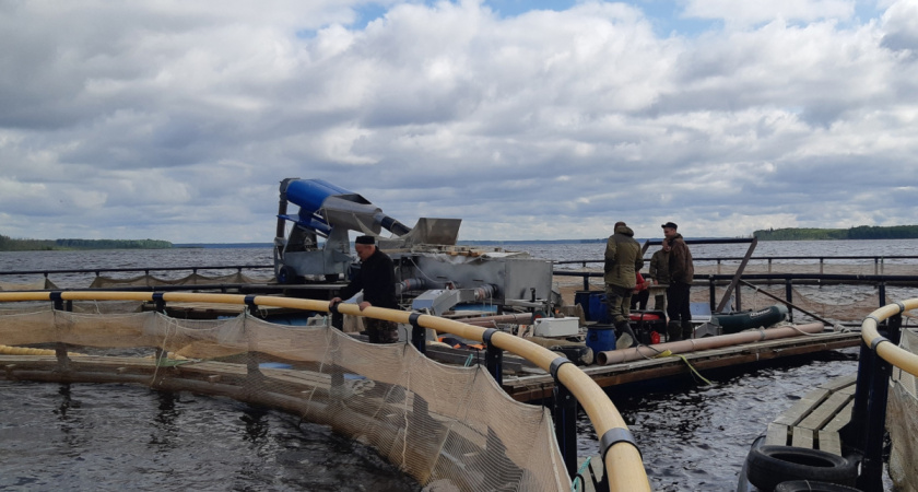 В Вологодской области на Белом озере зафиксирован рекордный улов рыбы за десятилетие