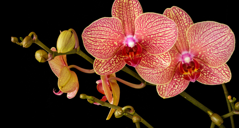 1 капля в воду — и все цветоносы орхидеи сразу просыпаются: мощнейшая подкормка для стимуляции пышного цветения