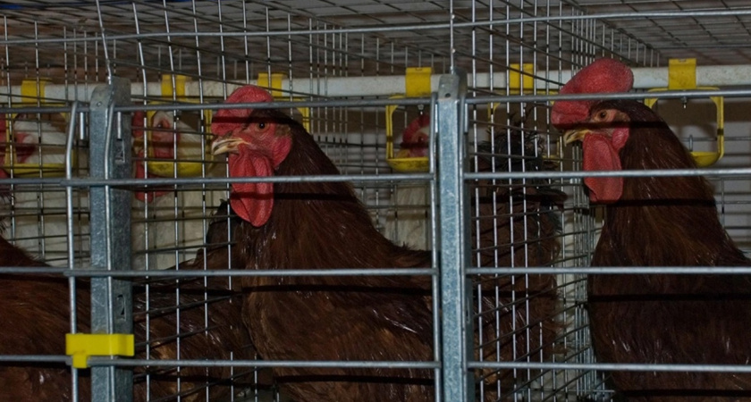 140 тонн морской ракушки доставлены из Дагестана в Вологодскую область для птицефабрик