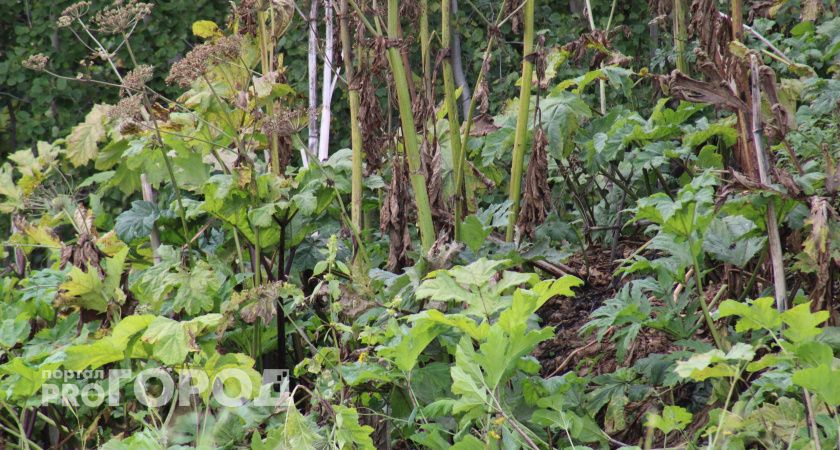 В Вологде выбрали ответственную за покос травы и уборку борщевика организацию