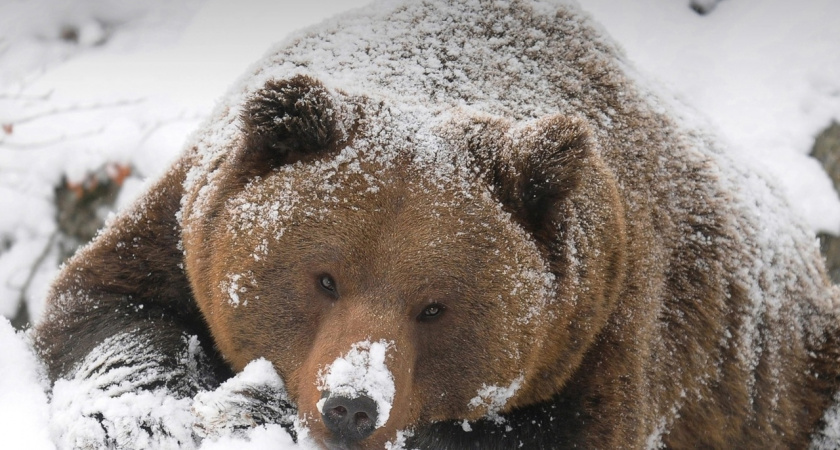В Зоосаде в Вологодской области бурые медведи начали выходить из зимней спячки