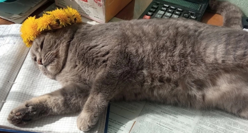 В Вологодской области впервые ввели выплаты ветврачам на приобретение жилья