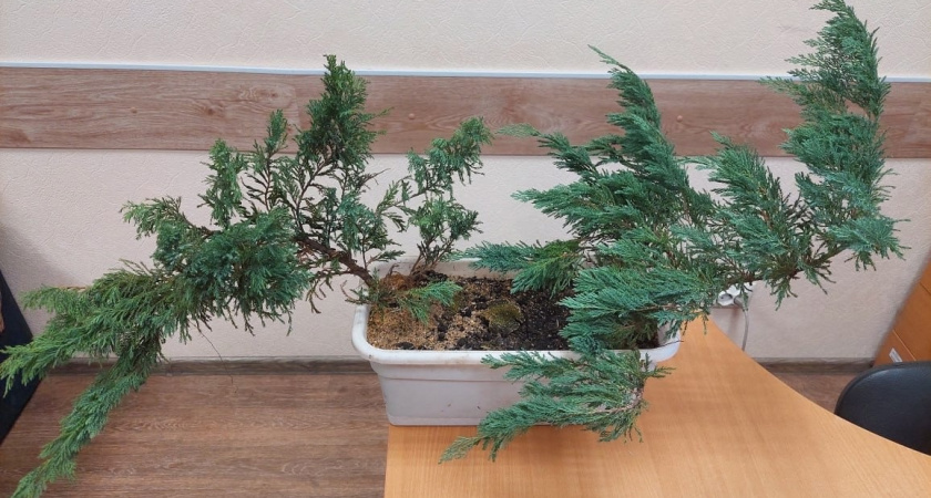 Вологжанин украл ель, тую и можжевельник для любимой